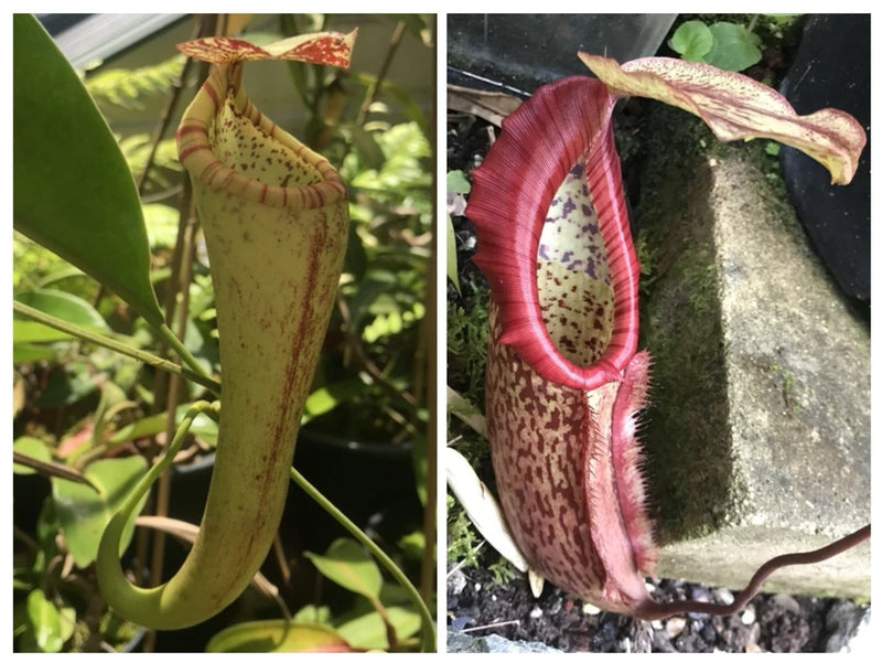 Nepenthes boschiana X Miranda Seed POD Harvested 3/17/26 Flowering Plants
