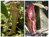 Nepenthes boschiana X Miranda Seed POD Harvested 3/17/26 Flowering Plants