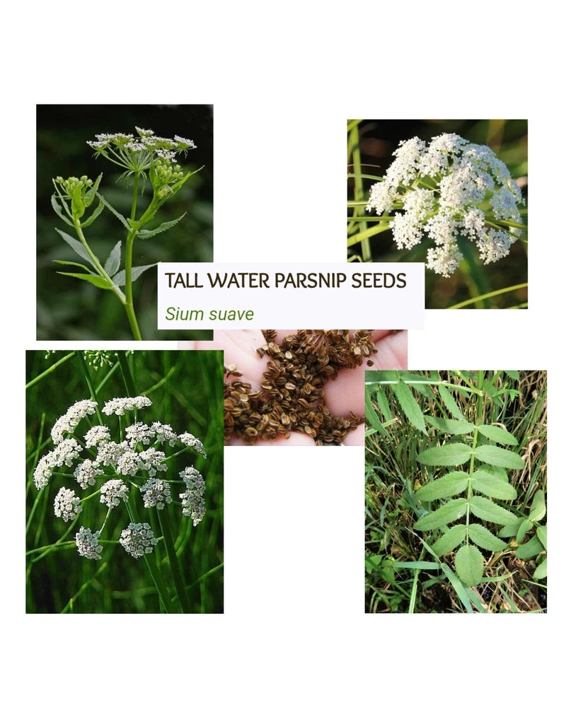 25 Tall Water Parsnip Sium Suave Seeds- Harvested In 2025 Garden Plants