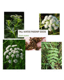 25 Tall Water Parsnip Sium Suave Seeds- Harvested In 2025 Garden Plants