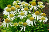 30 SNOW CONE WHITE CONEFLOWER SEEDS - Echinacea 'Snow Cone' Garden Plants