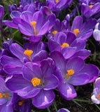 Crocus Flower Record Bulbs for Planting Flowering Plants