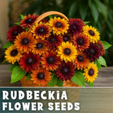 Sunset Mix Rudbeckia Seeds 125+ Seeds Annual Flower Seeds Garden Flowering Plants