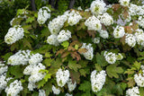 40 White OAK LEAF HYDRANGEA Quercifolia Shrub Flower Seeds Hydrangea