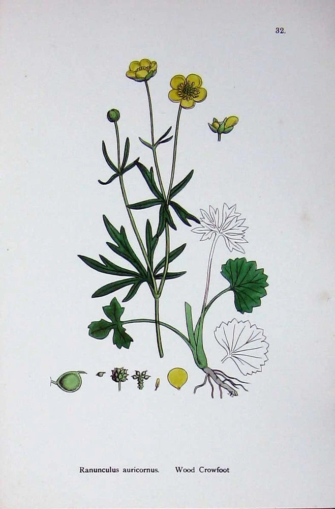 Original Old Antique Print Botany Plants C1902 Wood Crowfoot Ranunculus Flower Ranunculus