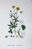 Original Old Antique Print Botany Plants C1902 Wood Crowfoot Ranunculus Flower Ranunculus
