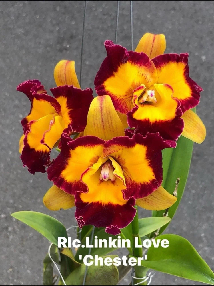 Potted orchid with maroon and yellow ruffled flowers, green leaves