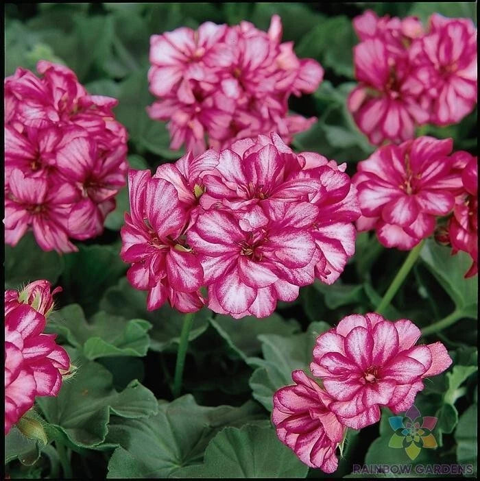 25+ Precision Burgundy Ice Ivy Leaf Geranium Seeds for Garden - FREE SHIPPING! Garden Plants