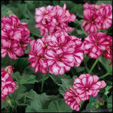 25+ Precision Burgundy Ice Ivy Leaf Geranium Seeds for Garden - FREE SHIPPING! Garden Plants