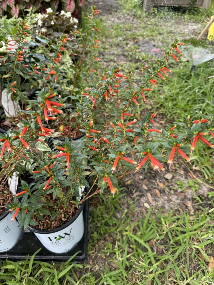 Potted Cuphea plant with red-orange orchid-like blooms in black planters