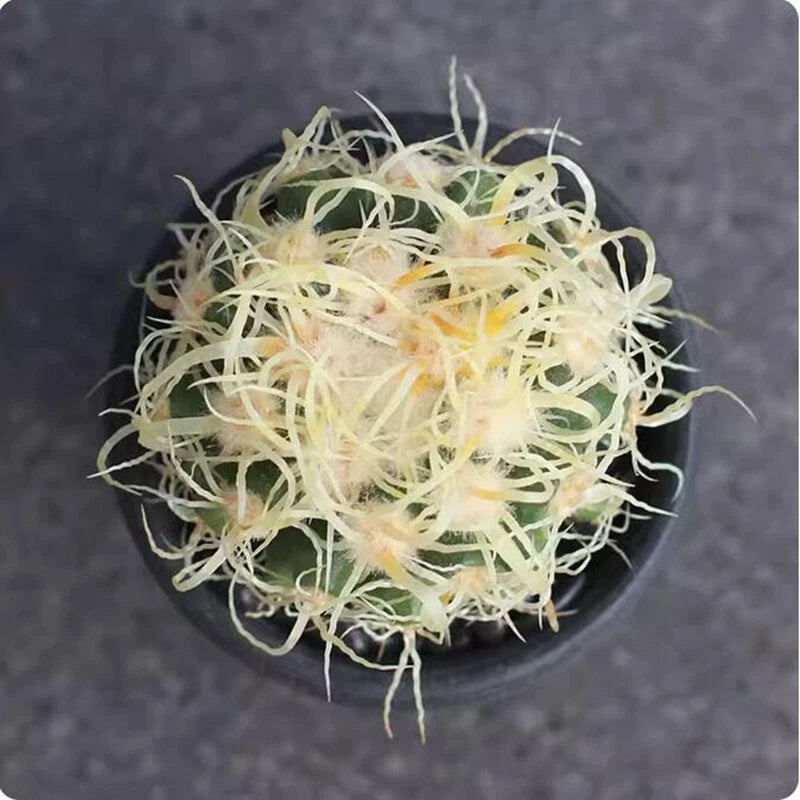 Echinocactus grusoni v. curvispinus  Cactus Succulent Plant Garden Plant 5-7cm Garden Plants