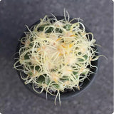 Echinocactus grusoni v. curvispinus  Cactus Succulent Plant Garden Plant 5-7cm Garden Plants