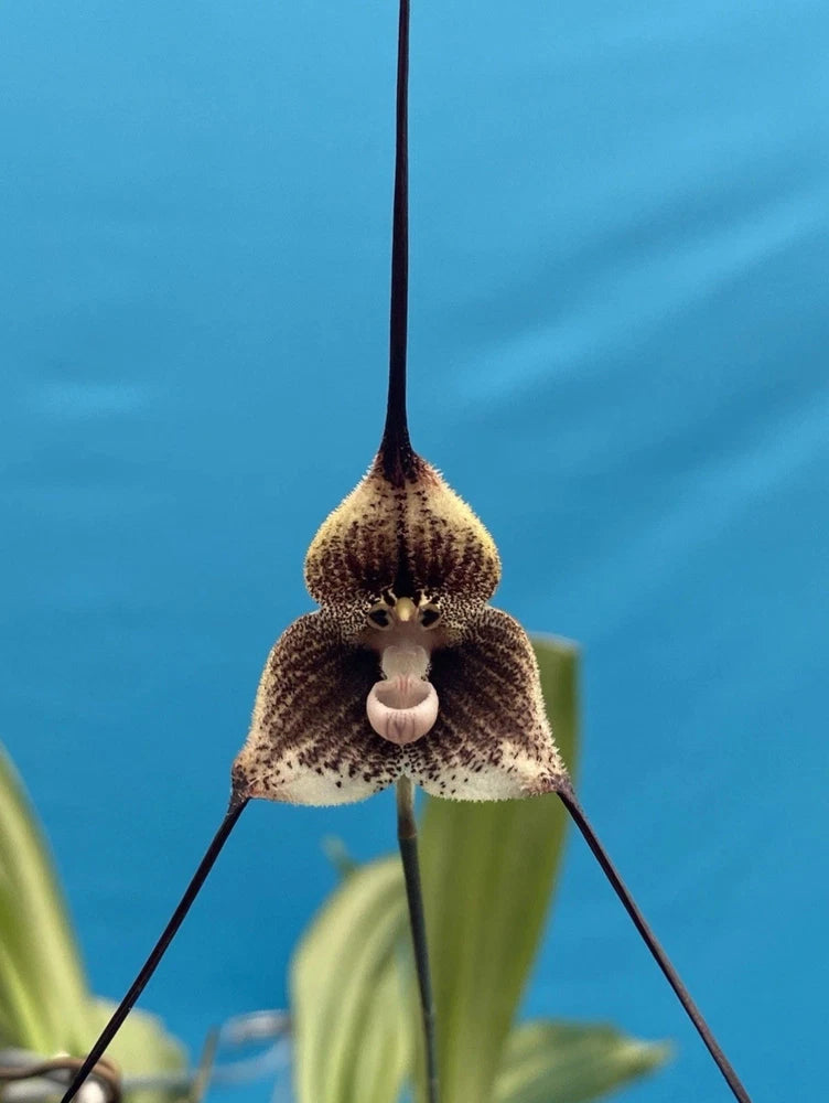 Fuzzy dark-brown orchid bloom with white lip and spotted petals