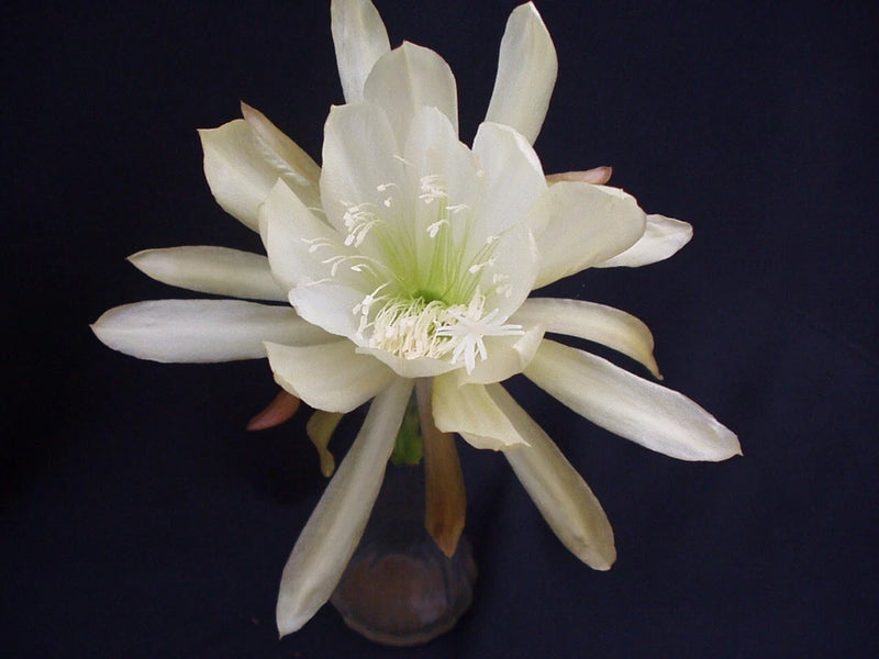 White orchid cactus flower bloom on dark green stem