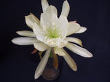 Epiphyllum, Orchid Cactus, " BRIGHT STAR ", Don's Quart pots APRIL/1 Orchids