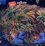 Live Rainbow Bubble tip anemone. Anemone
