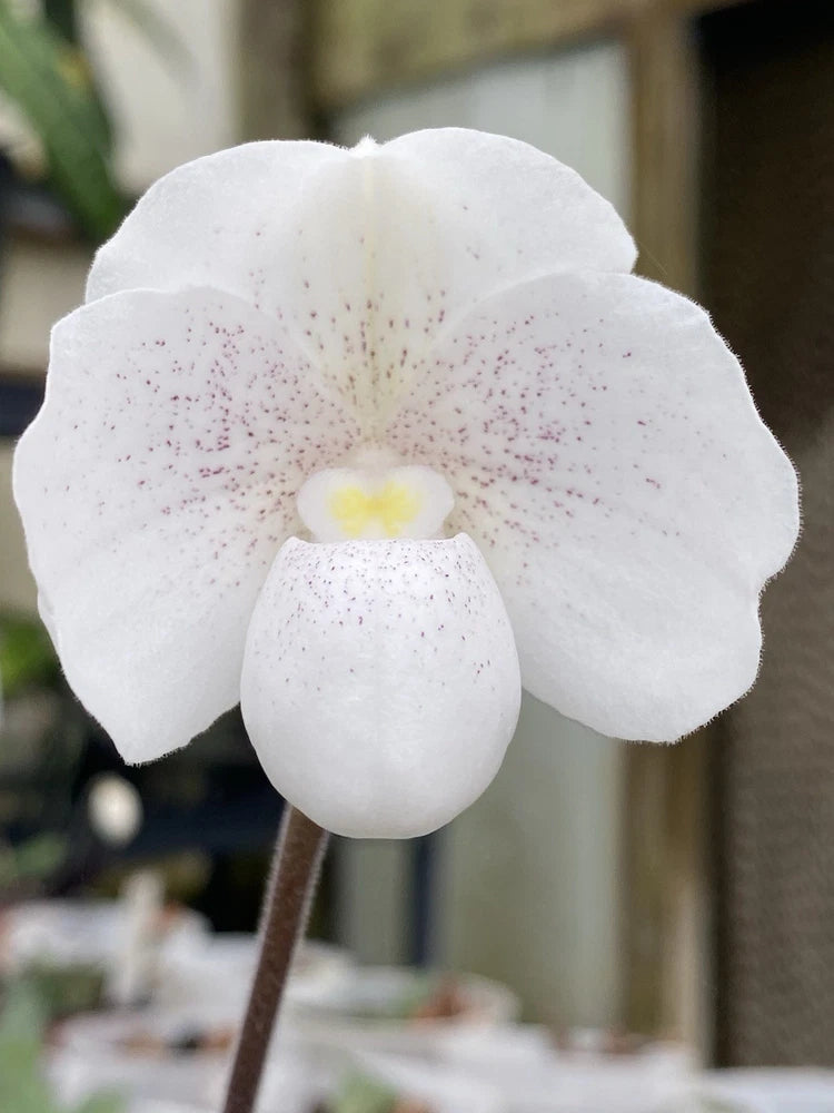 White orchid bloom with speckled petals and yellow center