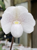 Original Paph Paphiopedilum species nivieum Orchids