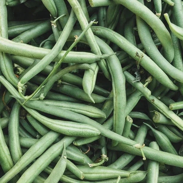 1/4 lb. Top Crop Bush Green Bean Seeds Heirloom Garden Vegetable Free S&H Garden Plants