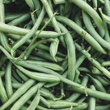 1/4 lb. Top Crop Bush Green Bean Seeds Heirloom Garden Vegetable Free S&H Garden Plants