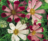 COSMOS SEA SHELLS Cosmos Bipinnatus - 3,000 Bulk Seeds Garden Plants