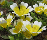 MEADOWFOAM Limnanthes Douglasii - 500 Bulk Seeds Garden Plants