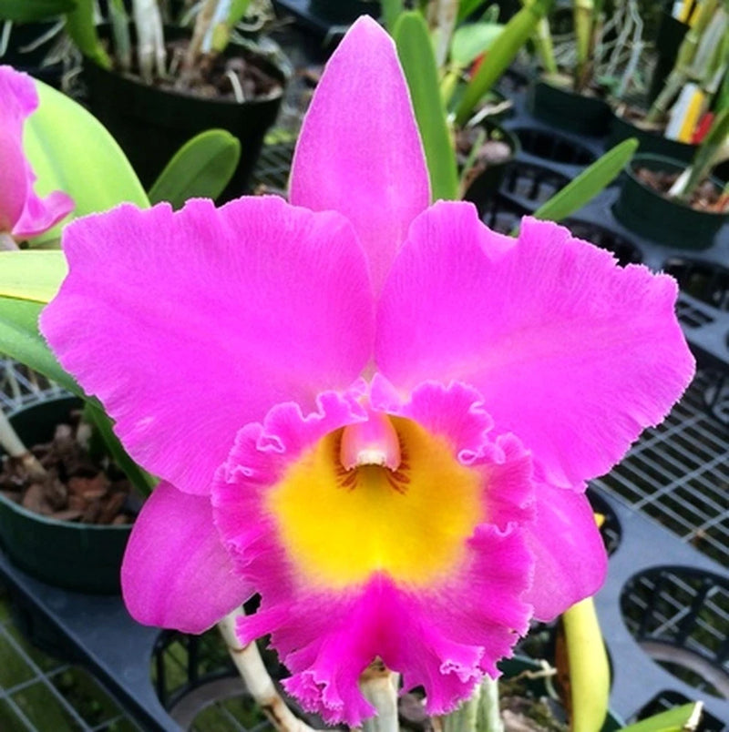 Pink Cattleya orchid flower with yellow center in a pot