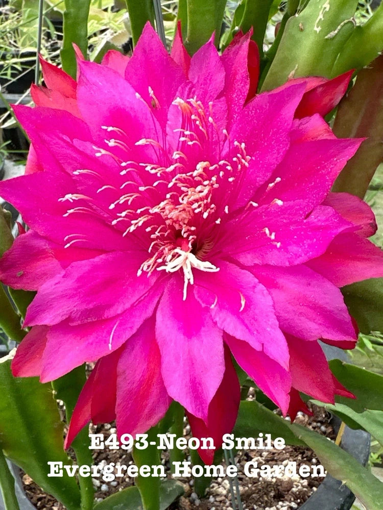 Orchid cactus plant with large neon pink flower and green spiny stems