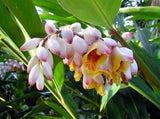 1 Shell Ginger Rhizome Alpinia Zerumbet Porcelain Lily Exotic Flower Lily
