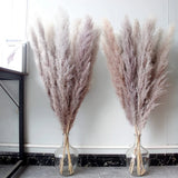 46" inch 10 Stems Natural Pampas Grass Decor Tall Pompas Grass Tall Pampas Gr... Pampas Grass