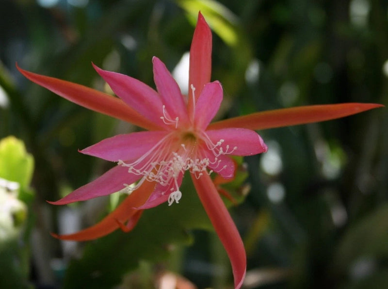 Pink and orange orchid cactus flower with long pointed petals and visible stamens