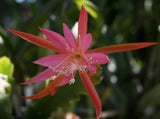 Epiphyllum, Orchid Cactus, FRAUHLINGRAUSCHEN  , Don's Quart pots APRIL/1 Orchids