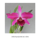 Orchid live Laelia purpurata var. rubra - bare root Orchids