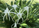 40 Bulbs NO Foliage BEACH SPIDER LILY BULBS (Hymenocallis Littoralis) POLLINATOR Green Plant