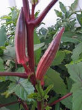30 RED BURGUNDY OKRA SEEDS. FRESH HARVEST FOR GARDENS US SELLER Garden Plants