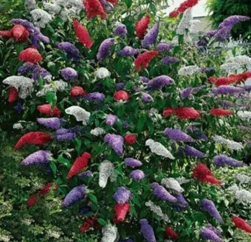 STUNNING BUTTERFLY BUSH MIXED COLORS, 100 SEEDS, BUDDLEIA DAVIDII Flowering Plants