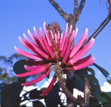 Erythrina amazonica, Amazon Coral Tree tropical plant Korallenbaum seed 10 seeds Orchids