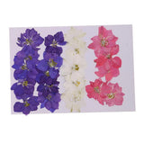 10-Pcs Pressed Dried Flowers Plant For Nail decor, Dried Flower