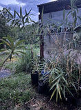 Yedake | Arrow Bamboo 3 GAL Live plants [ 2 ft - 4ft+] Green Plant