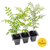 Dormant Chinese Pistache Tree Sapling (Pistacia Chinensis) in 2.5" Nursery Cubes Green Plant