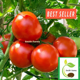 50+ Seeds Oregon Centennial Tomato Easy Vegetable Garden Planting Edible Garden Plants