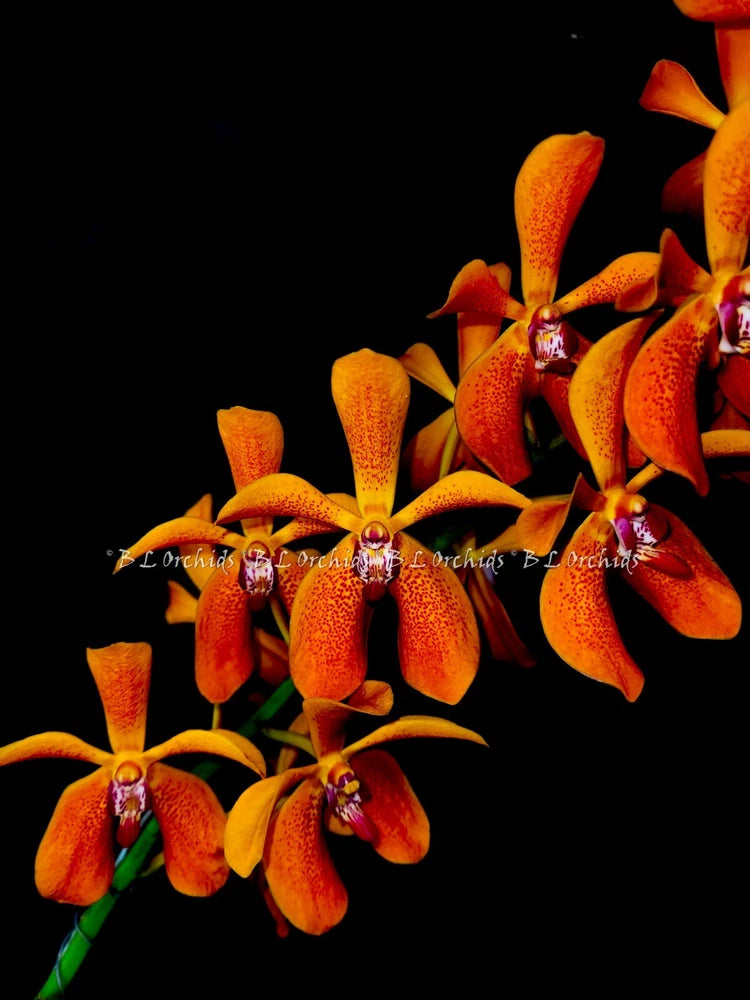Orange orchid flowers with curved petals and speckled yellow centers