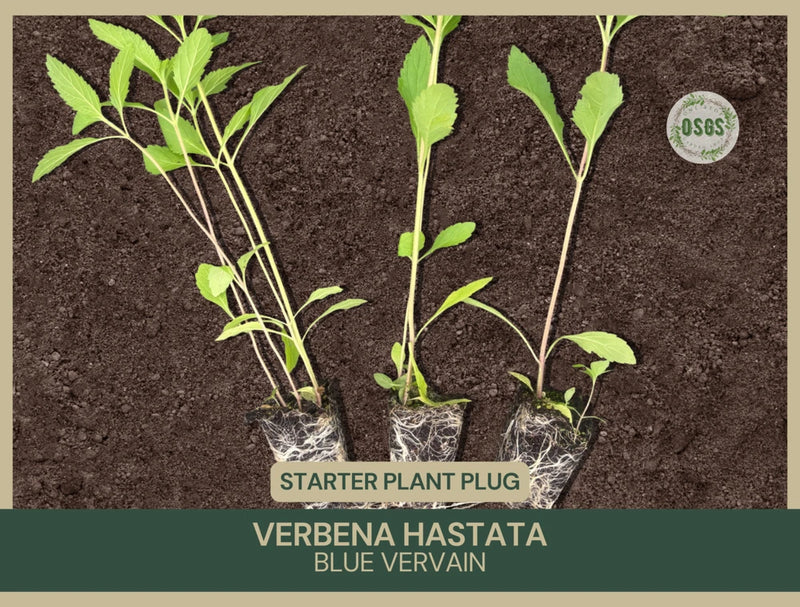 Verbena hastata | Blue Vervain | Starter Plant Plug | Native Wetland Plant Garden Plants
