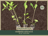 Verbena hastata | Blue Vervain | Starter Plant Plug | Native Wetland Plant Garden Plants