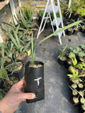 Sabal tamaulipensis Ð _ Gallon Ð Rare Mexican Sabal Palm Ð Cold Hardy Fan Palm Flowering Plants