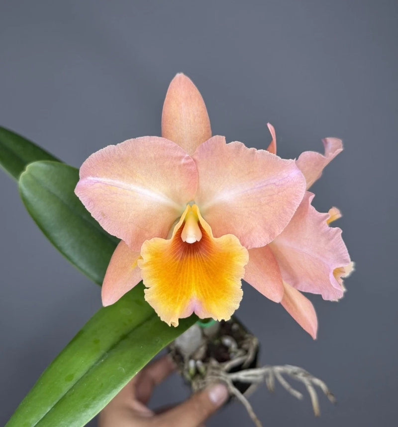 (Pot. William Farrell x Blc. Hawaiian Discovery) 10350 Orchids