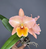 (Pot. William Farrell x Blc. Hawaiian Discovery) 10350 Orchids