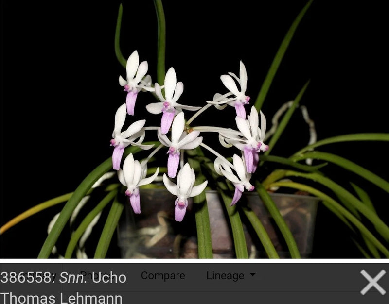 Vanda orchid plant with white and purple small flowers and green leaves