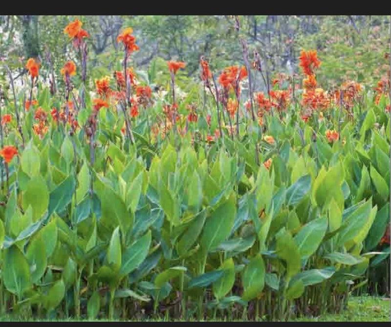 Canna lily garden plants with orange-red flowers and green leaves