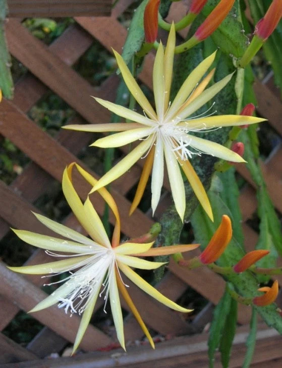 Orchid cactus bloom with long yellow petals and white center stamens, plus orange buds
